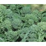 SEMI DI CIME DI RAPA SESSANTINA GR. 100