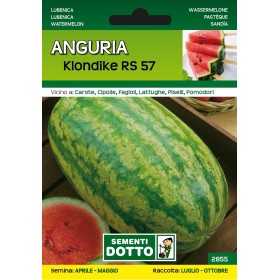 DOTTO SEMI DI ANGURIA KLONDIKE