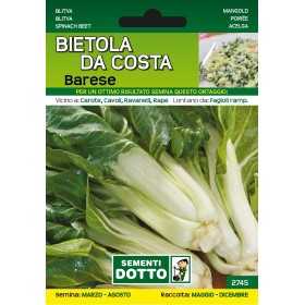 DOTTO SEMI DI BIETOLA DA COSTA BARESE