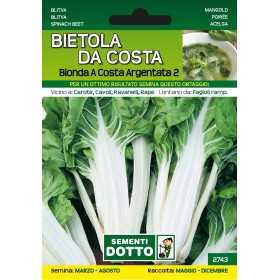 SEMI DI BIETOLA DA COSTA BIONDA A COSTA ARGENTATA 2 DA GR. 500