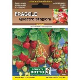 DOTTO SEMI DI FRAGOLE QUATTRO STAGIONI RIFIORENTI