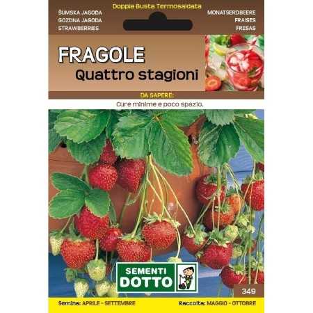 DOTTO SEMI DI FRAGOLE QUATTRO STAGIONI RIFIORENTI
