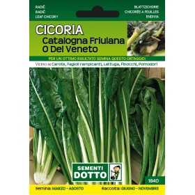 DOTTO SEMI DI CICORIA CATALOGNA FRIULANA