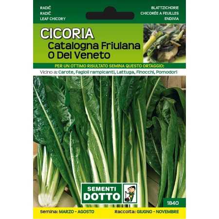 DOTTO SEMI DI CICORIA CATALOGNA FRIULANA