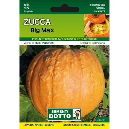 DOTTO SEMI DI ZUCCA BIG MAX