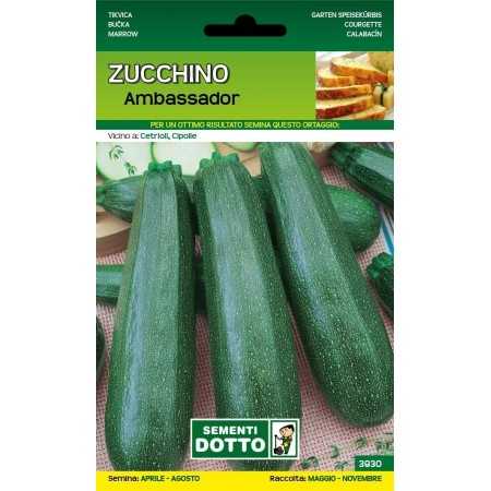 DOTTO SEMI DI ZUCCHINO AMBASSADOR