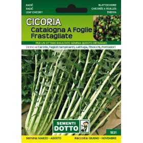 SEMI DI CICORIA CATALOGNA FOGLIE FRASTAGLIATE