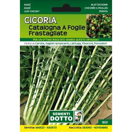 SEMI DI CICORIA CATALOGNA FOGLIE FRASTAGLIATE