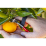 FELCO ART. 330 CESOIETTA COGLIFRUTTA CON LAMA CURVA IN ACCIAIO AL CARBONIO