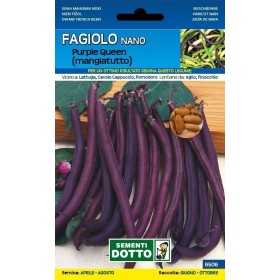 SEMI DI FAGIOLO NANO MANGIATUTTO PURPLE QUEEN GR. 250