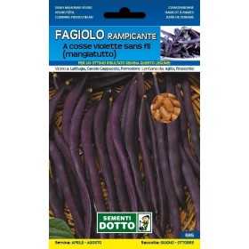 SEMI DI FAGIOLO RAMPICANTE MANGIATUTTO A COSSE VIOLETTE SANS FL