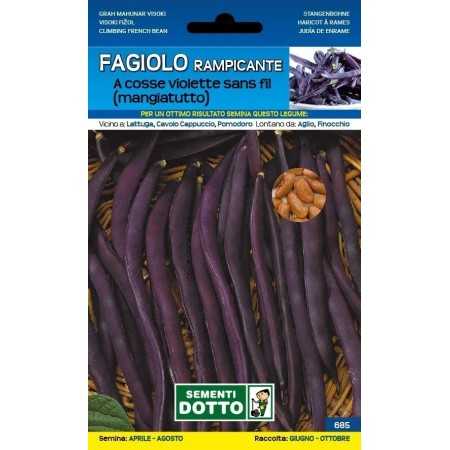 SEMI DI FAGIOLO RAMPICANTE MANGIATUTTO A COSSE VIOLETTE SANS FL