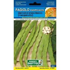 SEMI DI FAGIOLO RAMPICANTE MANGIATUTTO MARCONI GRANO BIANCO GR.