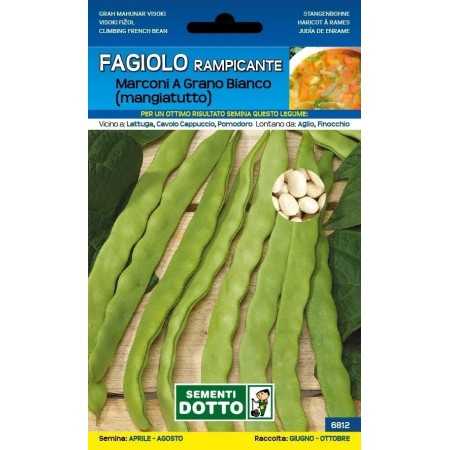 SEMI DI FAGIOLO RAMPICANTE MANGIATUTTO MARCONI GRANO BIANCO GR.