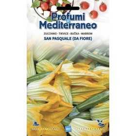 PROFUMI DEL MEDITERRANEO SEMI DI ZUCCHINO DA FIORE SAN PASQUALE
