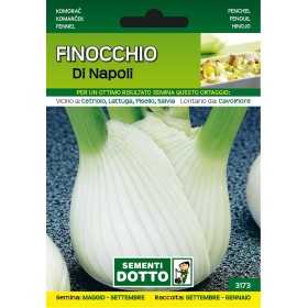 SEMI DI FINOCCHIO DI NAPOLI