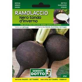 SEMI DI RAMOLACCIO NERO TONDO D'INVERNO