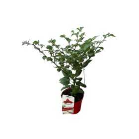 PIANTA PEPERONCINO PICCANTE CUPETINHO VASO 16