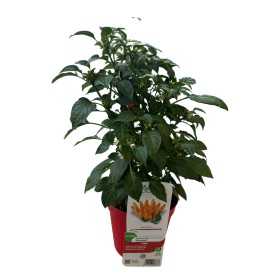 PIANTA PEPERONCINO PICCANTE STROMBOLI VASO 16