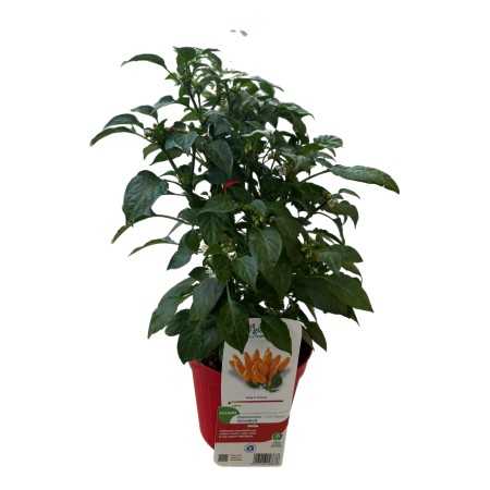 PIANTA PEPERONCINO PICCANTE STROMBOLI VASO 16