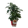 PIANTA PEPERONCINO PICCANTE STROMBOLI VASO 16