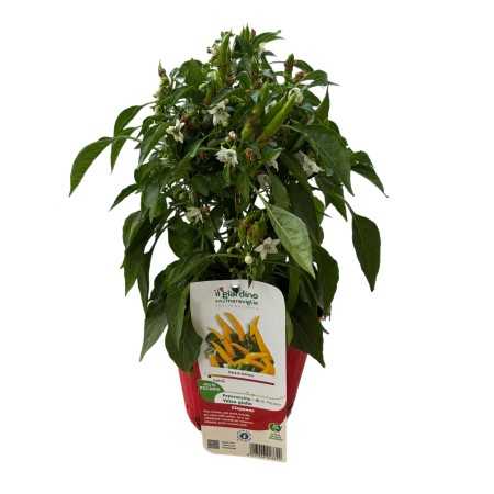 PIANTA PEPERONCINO PICCANTE YATSU GIALLO VASO 16