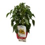 PIANTA PEPERONCINO PICCANTE YATSU GIALLO VASO 16