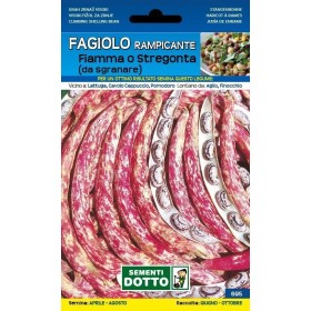 SEMI DI FAGIOLO BORLOTTO RAMPICANTE FIAMMA O STREGONTA GR. 250