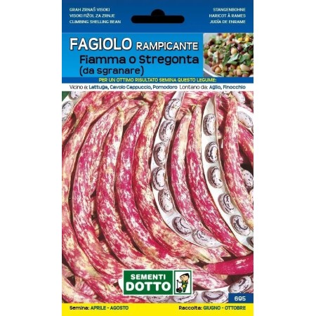 SEMI DI FAGIOLO BORLOTTO RAMPICANTE FIAMMA O STREGONTA GR. 250