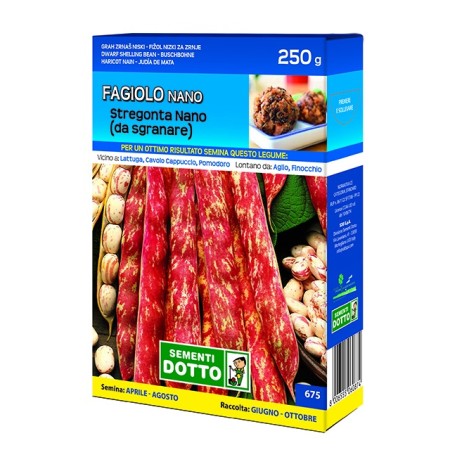 SEMI DI FAGIOLO STREGONTA NANO DA SGRANARE GR. 250