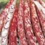SEMI DI FAGIOLO NANO BORLOTTO ROSSO DA SGRANARE KG. 1
