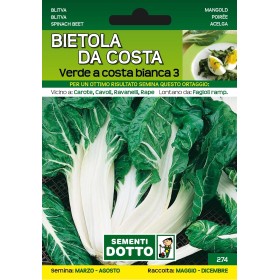 DOTTO SEMI DI BIETOLA DA COSTA VERDE A COSTA BIANCA 3