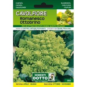 DOTTO SEMI DI CAVOLFIORE ROMANESCO OTTOBRINO