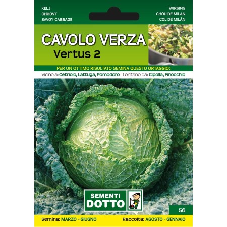 DOTTO SEMI DI CAVOLO VERZA VERTUS 2