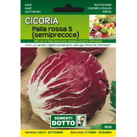 DOTTO SEMI DI CICORIA PALLA ROSSA 5 SEMIPRECOCE