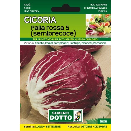 DOTTO SEMI DI CICORIA PALLA ROSSA 5 SEMIPRECOCE