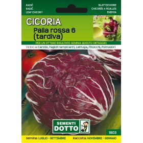 DOTTO SEMI DI CICORIA PALLA ROSSA TARDIVA