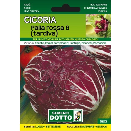 DOTTO SEMI DI CICORIA PALLA ROSSA TARDIVA