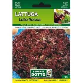 DOTTO SEMI DI LATTUGA LOLLO ROSSA