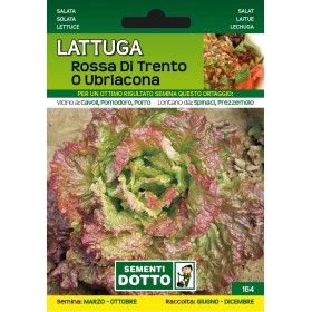 DOTTO SEMI DI LATTUGA ROSSA DI TRENTO O UBRIACONA