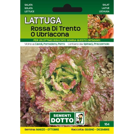 DOTTO SEMI DI LATTUGA ROSSA DI TRENTO O UBRIACONA