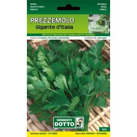 DOTTO SEMI DI PREZZEMOLO GIGANTE D'ITALIA