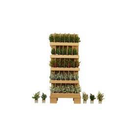 NATALUNA PIANTINA ALBERO NATALE 23CM M.ZVS IN PALLET