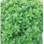 DOTTO BAGS OF BASIL SEEDS WITH FINE LEAF