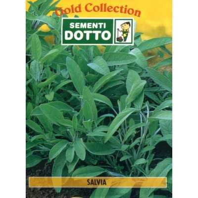 DOTTO BUSTE SEMI DI SALVIA OFFICINALE 