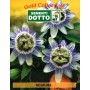 COERULEA PASSIFLORA SEED ENVELOPES