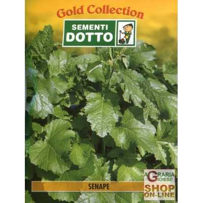 DOTTO MUSTARD SEEDS