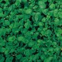 DOTTO SEMI PRATO DICHONDRA REPENS BUSTA GR. 200 