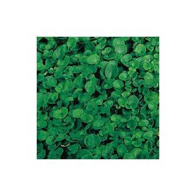 DUCT SEEDS LAWN DICHONDRA REPENS BAG GR. 200