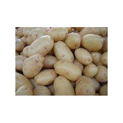 PATATE DA SEME SPUNTA ORIGINALI OLANDESE KG. 25 